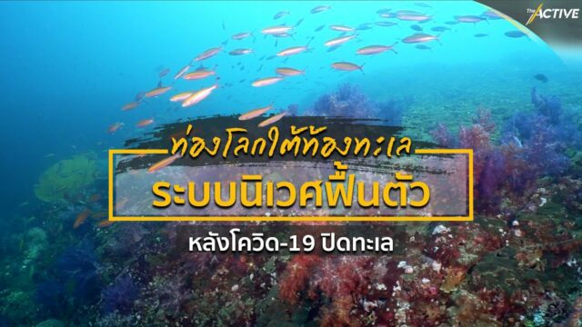 สำรวจใต้ท้องทะเลที่ “เกาะห้า” แหล่งดำน้ำยอดนิยมของ จ.กระบี่