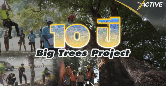 10 ปี Big Trees Project