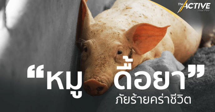 “หมูดื้อยา” ภัยร้ายคร่าชีวิต