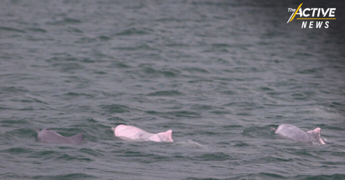 พบฝูงโลมาชายฝั่งทะเลสงขลา ระหว่างล่องเรือรณรงค์ หยุดจับ​สัตว์น้ำวัยอ่อน