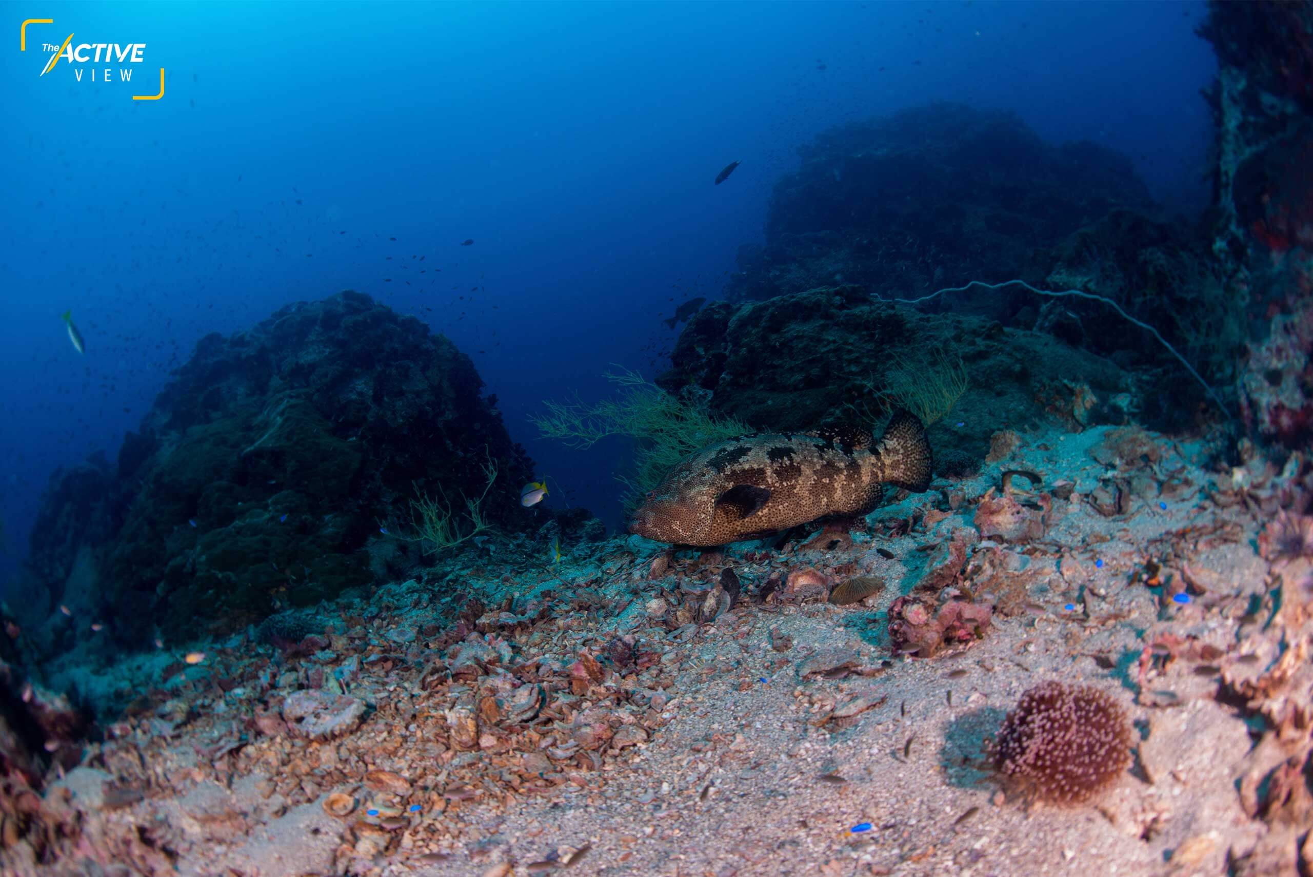 รอบเกาะ มีแหล่งดำน้ำมากกว่า 30 จุด และหลากหลาย ทั้งแนวปะการัง กองหิน เรือจม หรือแนวปะการังเทียม ที่สำคัญยังดำน้ำได้ตลอดทั้งปี
.
ภาพ : Thai News Pix