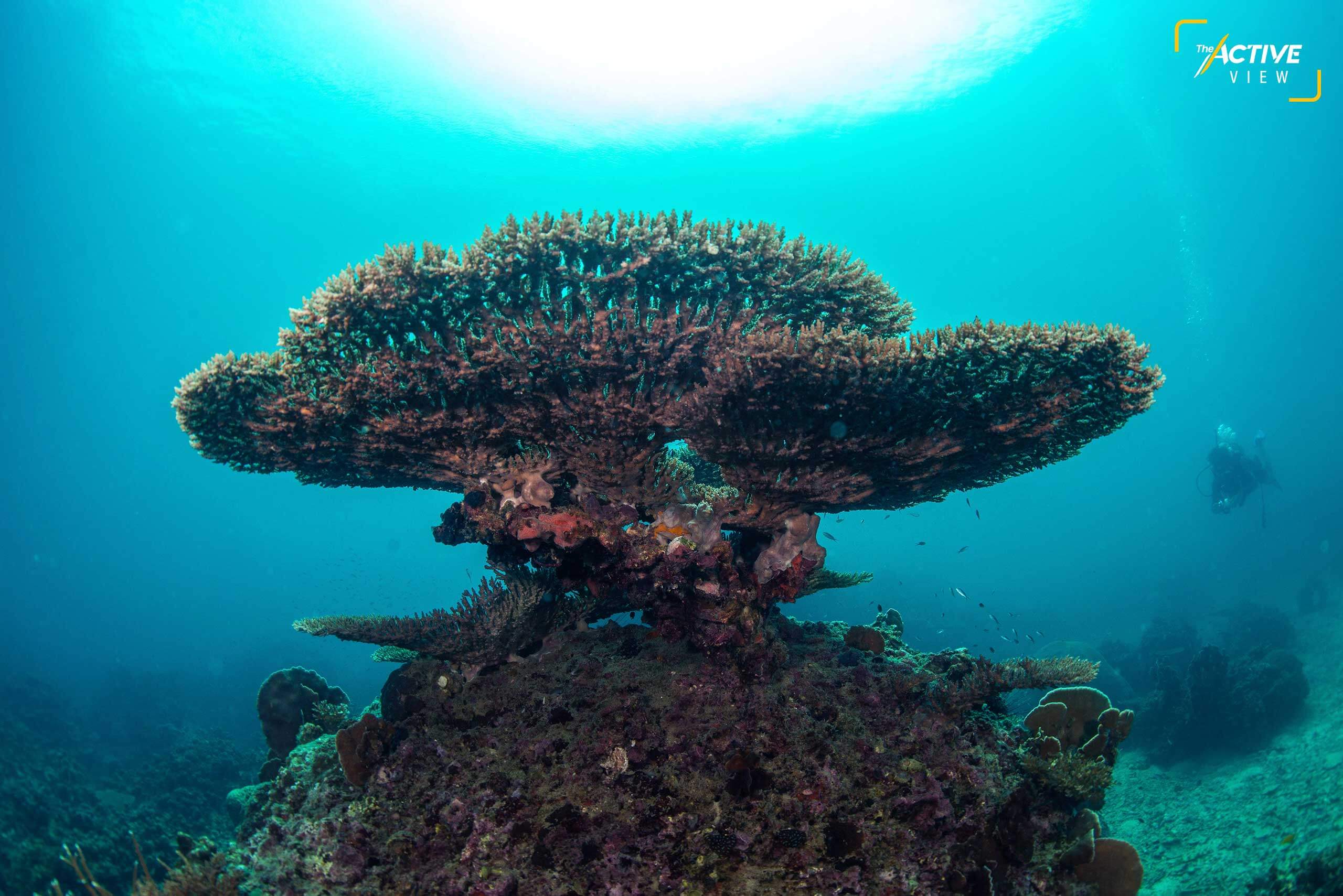 กอปะการังขนาดใหญ่ พบได้ทั่วไปในจุดดำน้ำรอบเกาะเต่า พวกมันต้องใช้เวลานานกว่าจะเติบโตได้ขนาดนี้ แต่ขณะเดียวกันพวกมันก็อ่อนไหว และเสี่ยงต่อการเสื่อมโทรม ทั้งจากการเปลี่ยนแปลงสภาพภูมิอากาศ รวมถึงกิจกรรม และสารเคมีในครีมกันแดดของนักท่องเที่ยว
.
ภาพ : Thai News Pix