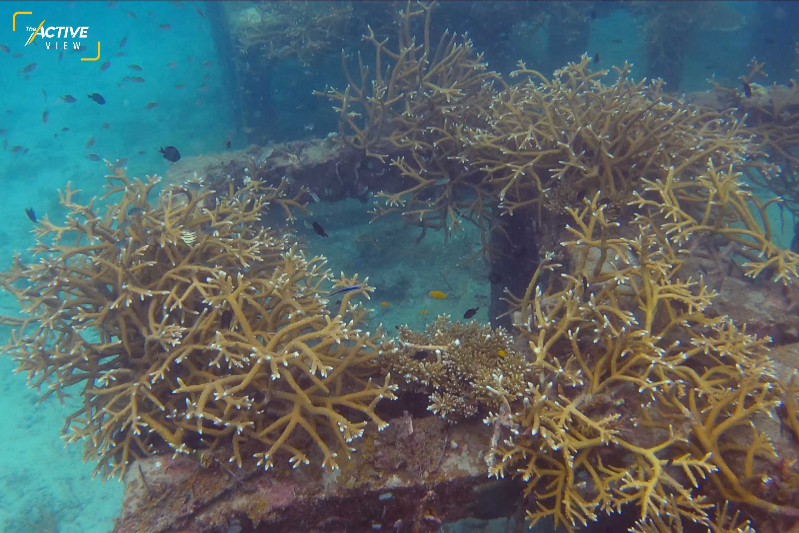 ปะการังเขากวาง ที่ถูกปลูกไว้ในแนวปะการังเทียม กำลังเติบโตและแตกกอมากขึ้น รอบเกาะเต่ามีแนวปะการังเทียมหลายจุด จากโครงการอนุรักษ์ทางทะเล เพื่อลดภาระแหล่งดำน้ำธรรมชาติ