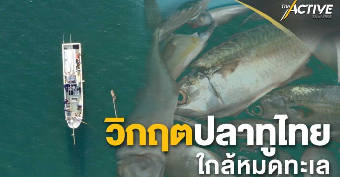 วิกฤตปลาทูไทยใกล้หมดทะเล