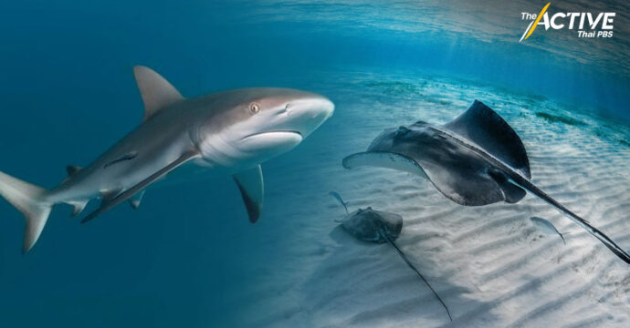 เร่งแผนอนุรักษ์ฉลาม-กระเบน ตัวชี้วัดความอุดมสมบูรณ์ท้องทะเล