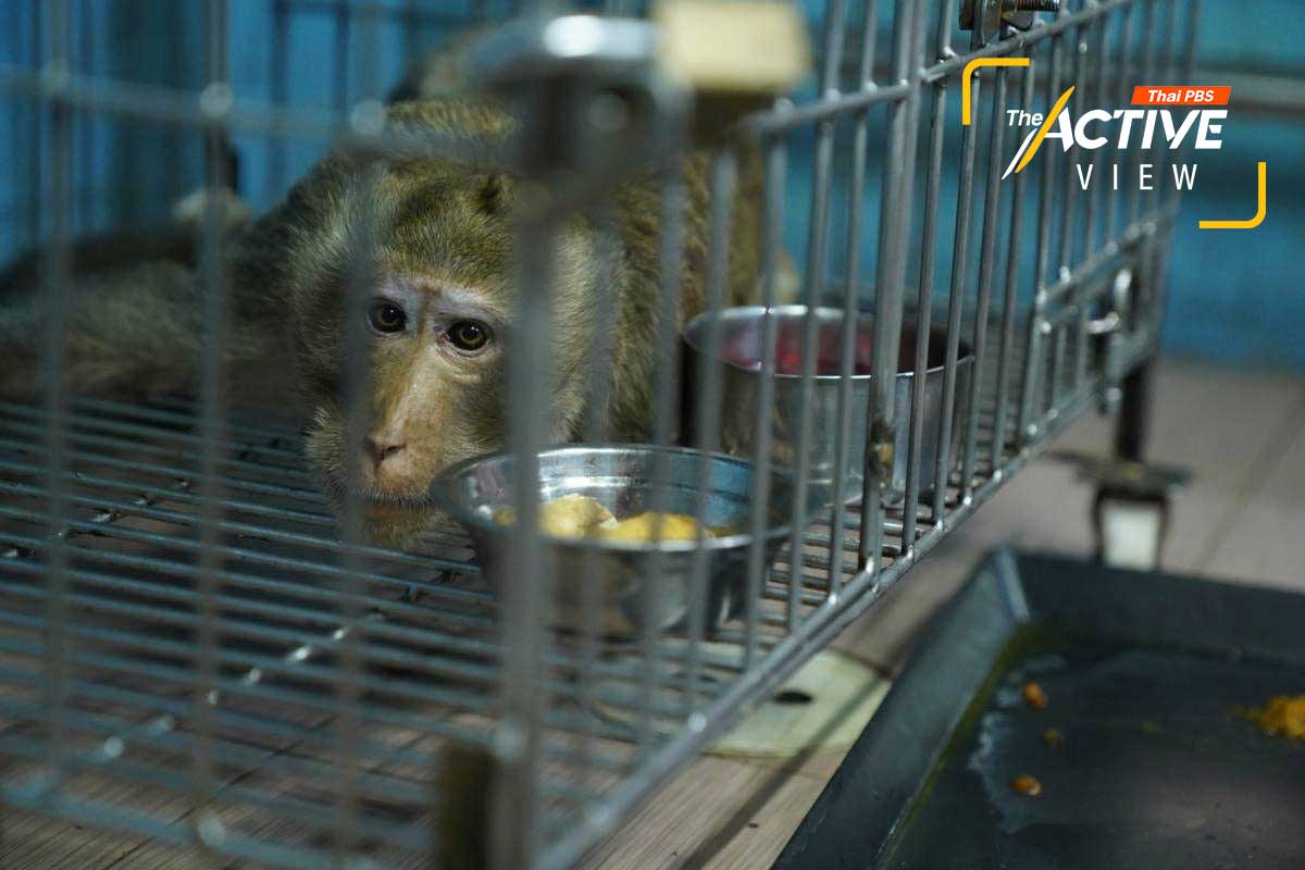 ‘ลุง’ ลิงกังสูงวัยตัวนี้ หมอเตยรับมาดูแลที่คลินิก หลังจากที่มันประสบอุบัติเหตุถูกรถชน จนขาบาดเจ็บ 
