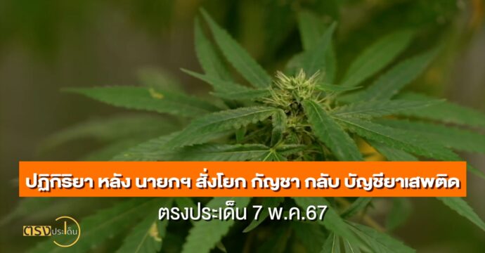 ปฏิกิริยา หลัง นายกฯ สั่งโยก กัญชา กลับ บัญชียาเสพติด 14 พ.ค.67 I ตรงประเด็น