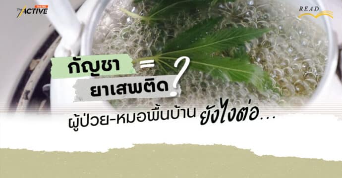 กัญชา=ยาเสพติด ? ผู้ป่วย-หมอพื้นบ้าน…ยังไงต่อ