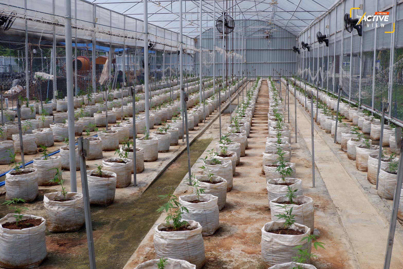 โรงปลูกกัญชา จำนวน 500 ต้น ของวิสาหกิจชุมชนพืชสมุนไพร อ. บ้านธิ จ.ลำพูน ให้ผลผลิตเป็นช่อดอก 150 กิโลกรัม ต่อ 1 รอบการปลูก ระยะเวลา 3 เดือน