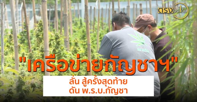 เครือข่ายกัญชาฯ​ ลั่น สู้ครั้งสุดท้าย ดัน พ.ร.บ.กัญชา(8 ก.ค. 67) I ตรงประเด็น