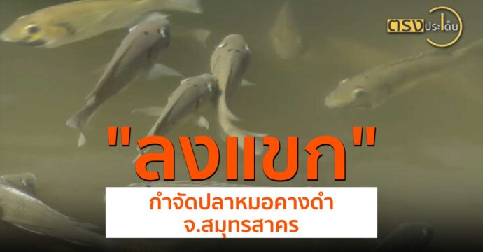 ลงแขกกำจัดปลาหมอคางดำ จ.สมุทรสาคร(9 ก.ค. 67) I ตรงประเด็น