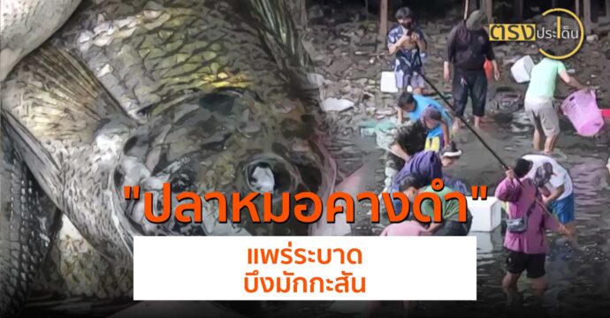 วิเคราะห์โอกาสแพร่ระบาดปลาหมอคางดำหลังโผล่บึงมักกะสัน(16 ก.ค. 67) I ตรงประเด็น