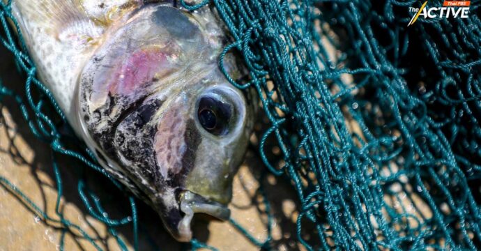 กระทรวงเกษตรฯ ขีดเส้น 7 วัน สอบข้อเท็จจริง “ปลาหมอคางดำ” ระบาด