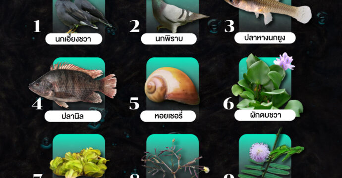 เนียนเชียวนะ!! 10 สายพันธุ์ สัตว์-พืช ที่นึกไม่ถึงเลยว่า เป็น ‘เอเลี่ยนสปีชีส์’ รุกรานไทย