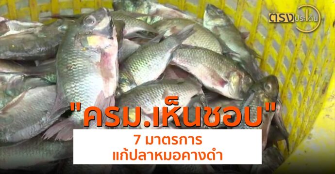 ครม.เห็นชอบ 7 มาตรการแก้ปลาหมอคางดำ(1 ส.ค. 67) I ตรงประเด็น