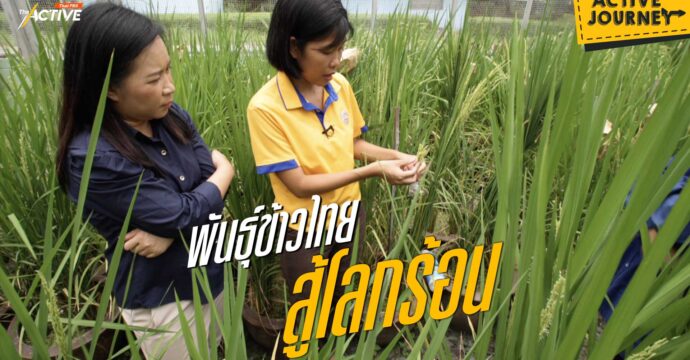 พันธุ์ข้าวไทย สู้โลกร้อน