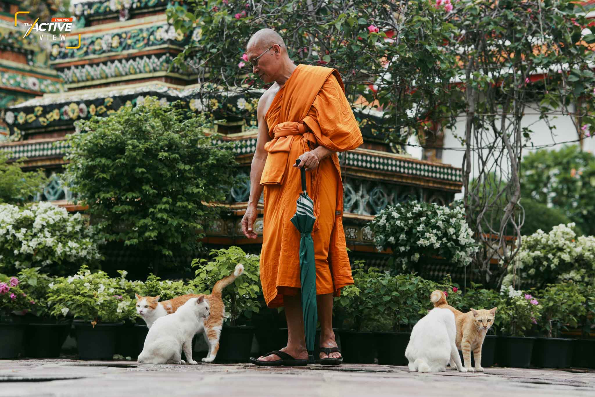 พระมหานรินทร์ บอกว่า แมวในวัดไม่ค่อยทะเลาะกัน แต่ส่วนใหญ่จะอยู่กันเป็นกลุ่มตามแต่ละพื้นที่ และจะไม่เข้าไปในเขตของกันและกัน