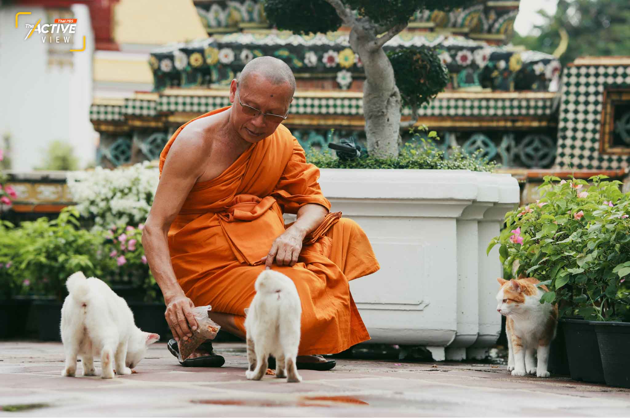 เมื่อพระมหานรินทร์ เดินมา "ปุยฝ้าย" - "นมสด" - "เก๊กฮวย" ก็ออกจากที่ซ่อน และเดินเข้ามาขออาหารโดยปกติแล้วพระมหานรินทร์ จะให้อาหารแมว 2 ครั้งต่อวัน คือ เช้าและเย็นหลังจากเสร็จสิ้นกิจของสงฆ์ 